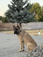 black, a female Cane Corso for sale in Ellensburg, WA – Photo 3 of 4