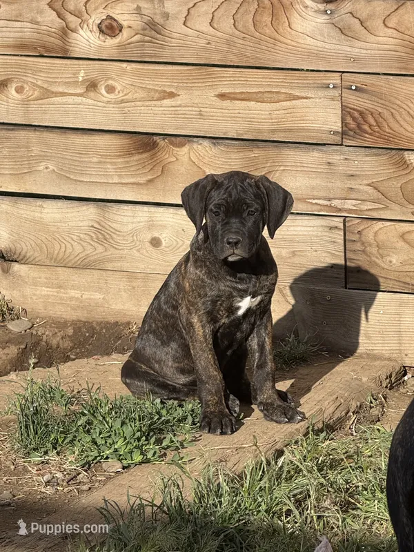 pink – Cane Corso puppy for sale in Ellensburg, WA