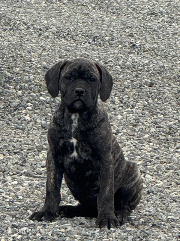 pink – Cane Corso puppy for sale in Ellensburg, WA