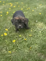 pink, a female Cane Corso for sale in Ellensburg, WA – Photo 4 of 7