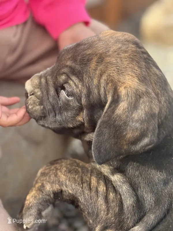pink – Cane Corso puppy for sale in Ellensburg, WA