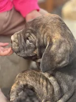 pink, a female Cane Corso for sale in Ellensburg, WA – Photo 3 of 7