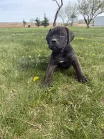 pink, a female Cane Corso for sale in Ellensburg, WA – Photo 6 of 7