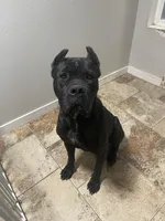 pink, a female Cane Corso for sale in Ellensburg, WA – Photo 4 of 4