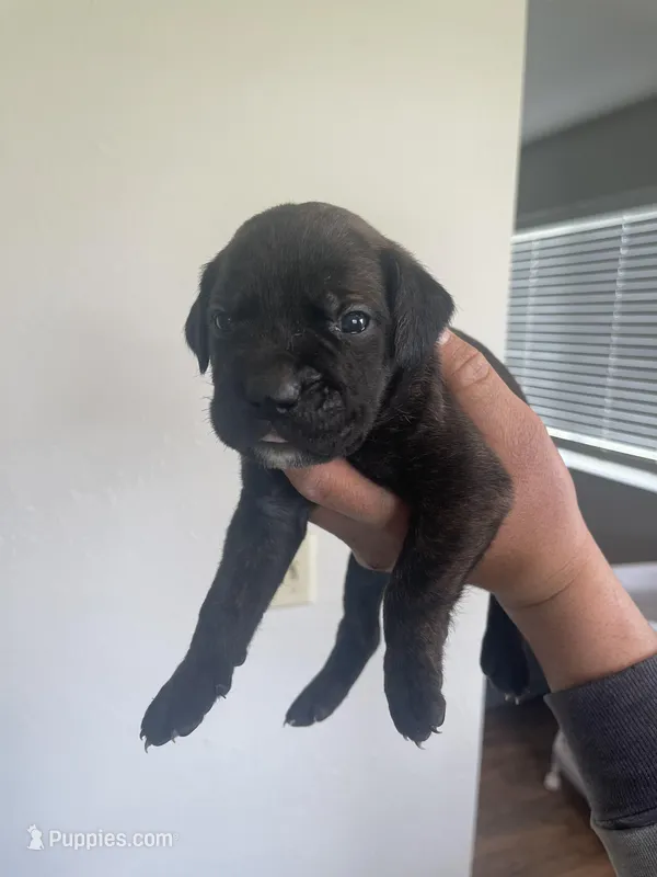 pink – Cane Corso puppy for sale in Ellensburg, WA