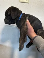 pink, a female Cane Corso for sale in Ellensburg, WA – Photo 2 of 7