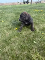 pink, a female Cane Corso for sale in Ellensburg, WA – Photo 7 of 7