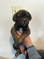 pink, a female Cane Corso for sale in Ellensburg, WA – Photo 1 of 7