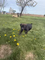 pink, a female Cane Corso for sale in Ellensburg, WA – Photo 5 of 7