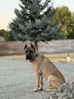 pink, a female Cane Corso for sale in Ellensburg, WA – Photo 3 of 4