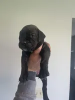 pink, a female Cane Corso for sale in Ellensburg, WA – Photo 2 of 4