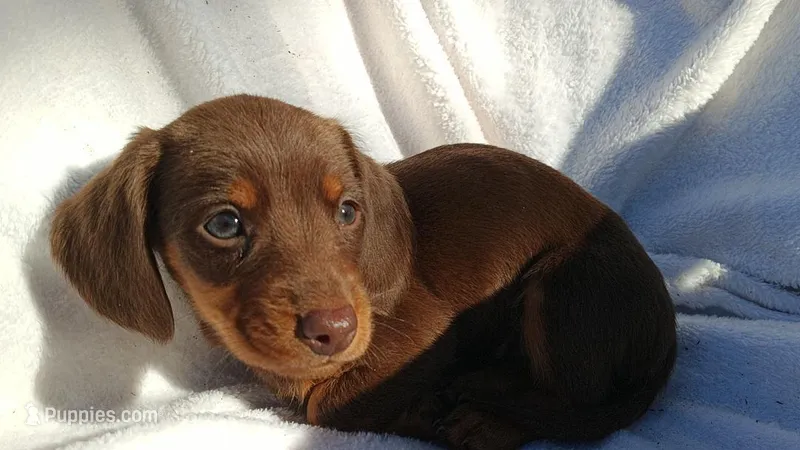 Cola, a female Miniature Dachshund for sale in Lehigh Acres, FL – Photo 1 of 1