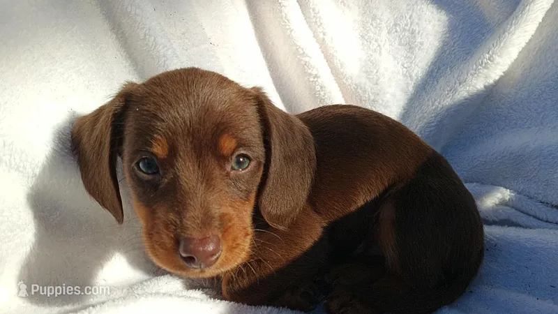 Coco, a female Miniature Dachshund for sale in Lehigh Acres, FL – Photo 1 of 4