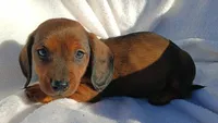 Choco, a male Miniature Dachshund for sale in Lehigh Acres, FL – Photo 1 of 2