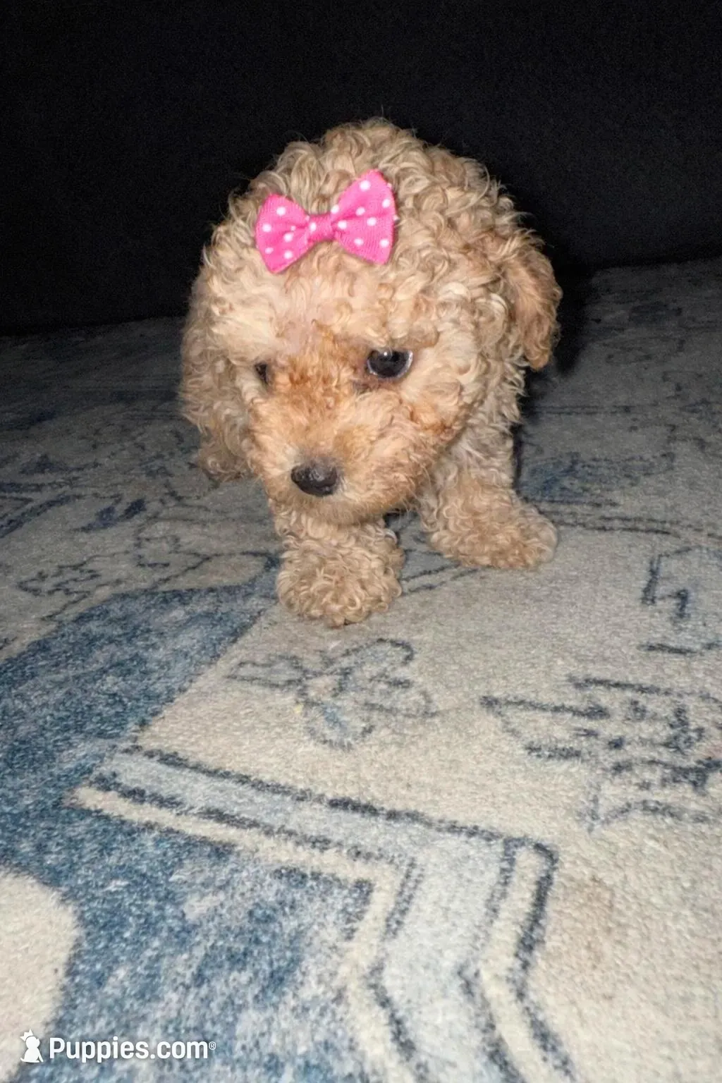 zuri, a female Yorkipoo for sale in Vidalia, GA – Photo 1 of 2