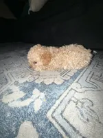 zuri, a female Yorkipoo for sale in Vidalia, GA – Photo 2 of 2