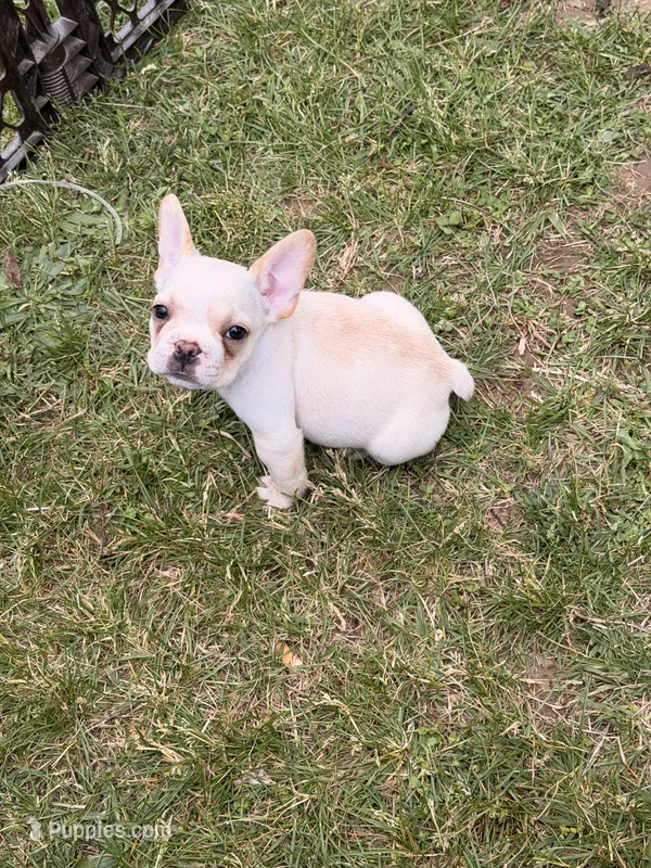 Cooper – French Bulldog puppy for sale in Winchester, KY