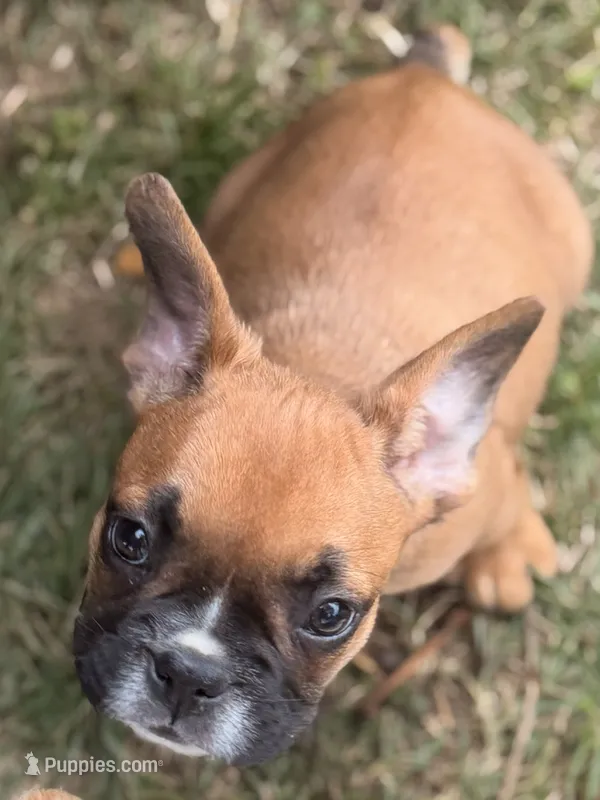Boxer – French Bulldog puppy for sale in Winchester, KY