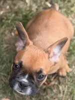 Boxer, a male French Bulldog for sale in Winchester, KY – 1 of 6