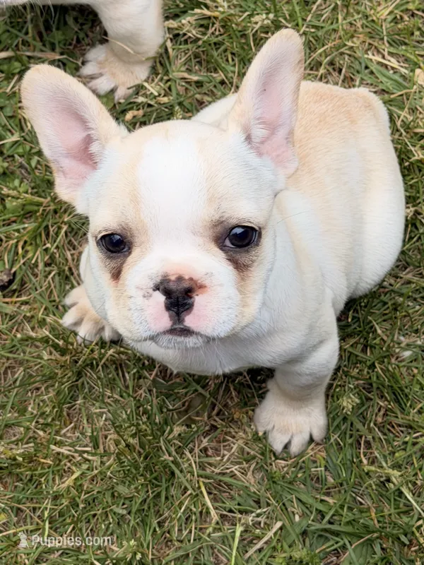 Princess  – French Bulldog puppy for sale in Winchester, KY