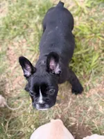 Milk, a male French Bulldog for sale in Winchester, KY – 2 of 4