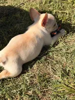 Cooper, a male French Bulldog for sale in Winchester, KY – 5 of 5
