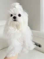 Luka, a male Maltese for sale in Fort Lauderdale, FL – 2 of 9
