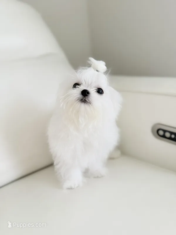 Lukas  – Maltese puppy for sale in Fort Lauderdale, FL