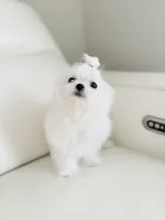 Lukas , a male Maltese for sale in Fort Lauderdale, FL – 1 of 7