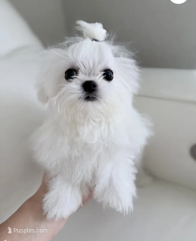 Luca  – Maltese puppy for sale in Fort Lauderdale, FL