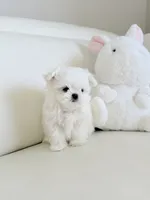 Luca , a male Maltese for sale in Fort Lauderdale, FL – 2 of 6