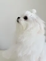 Luca , a male Maltese for sale in Fort Lauderdale, FL – 2 of 6