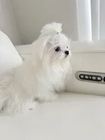 Lukas , a male Maltese for sale in Fort Lauderdale, FL – 8 of 10