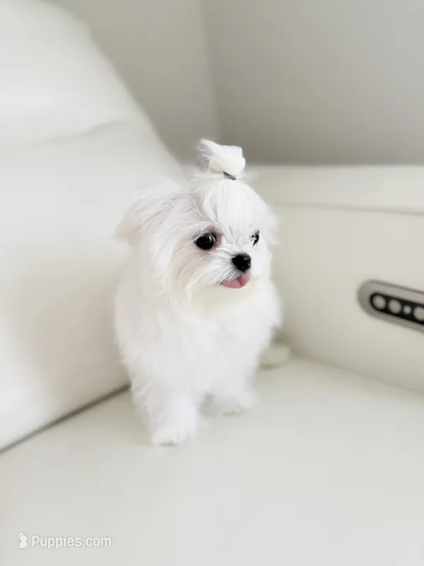 Luca  – Maltese puppy for sale in Fort Lauderdale, FL