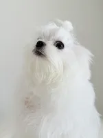 Luca , a male Maltese for sale in Fort Lauderdale, FL – 5 of 6