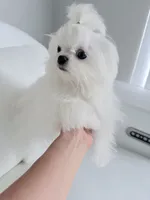Luka, a male Maltese for sale in Fort Lauderdale, FL – 4 of 9