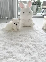 Luca , a male Maltese for sale in Fort Lauderdale, FL – 6 of 6