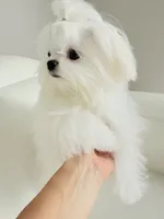 Luka, a male Maltese for sale in Fort Lauderdale, FL – 5 of 9