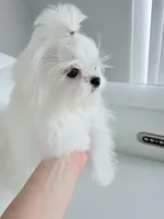 Luka, a male Maltese for sale in Fort Lauderdale, FL – 6 of 9