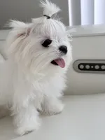 Luca , a male Maltese for sale in Fort Lauderdale, FL – 4 of 6
