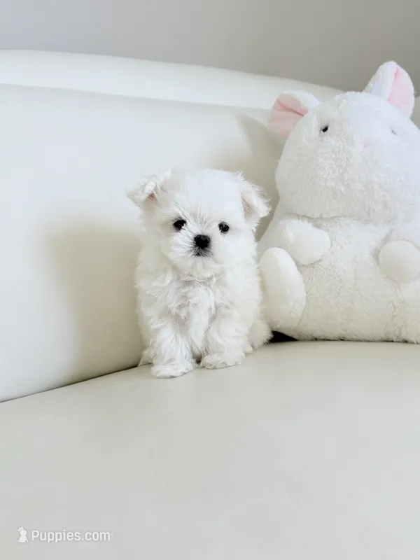 Lukas  – Maltese puppy for sale in Fort Lauderdale, FL