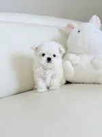 Lukas , a male Maltese for sale in Fort Lauderdale, FL – 1 of 6