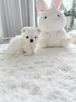 Luca , a male Maltese for sale in Fort Lauderdale, FL – 4 of 6