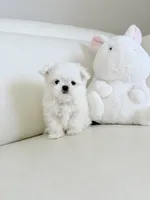 Lukas , a male Maltese for sale in Fort Lauderdale, FL – 3 of 6