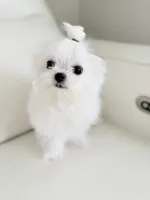 Lukas , a male Maltese for sale in Fort Lauderdale, FL – 2 of 7