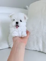 Lukas , a male Maltese for sale in Fort Lauderdale, FL – 5 of 6