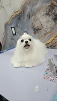 Luka, a male Maltese for sale in Fort Lauderdale, FL – 8 of 9