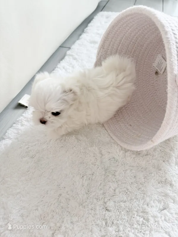 Lukas  – Maltese puppy for sale in Fort Lauderdale, FL