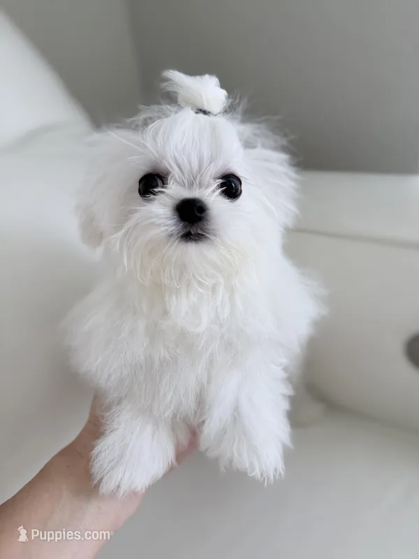 Lukas  – Maltese puppy for sale in Fort Lauderdale, FL