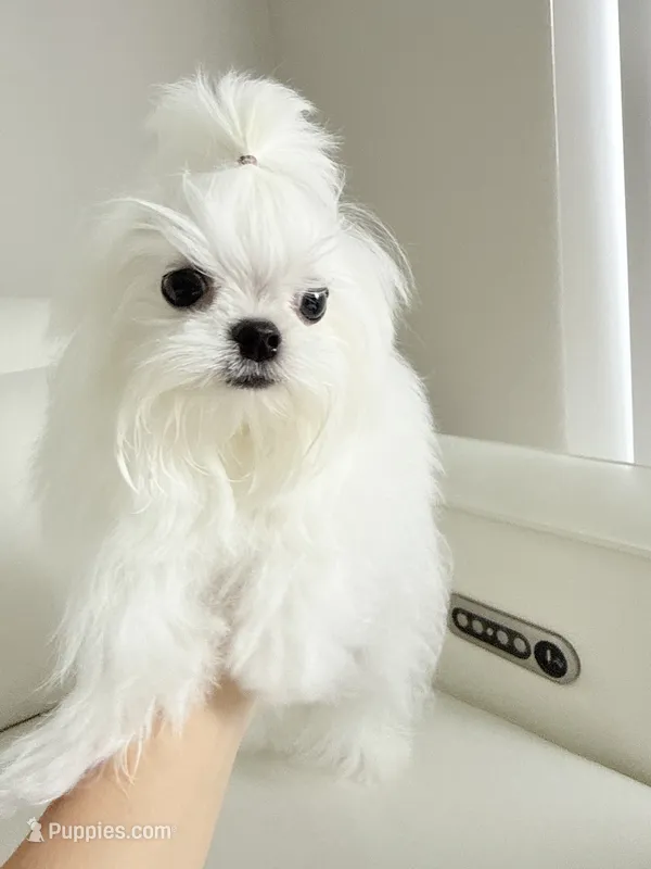Luka – Maltese puppy for sale in Fort Lauderdale, FL